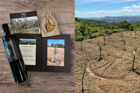 Plant an Olive Tree