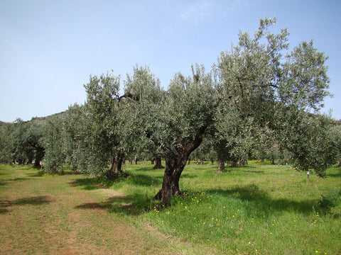 Calluzzi
