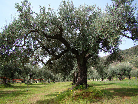 Calluzzi