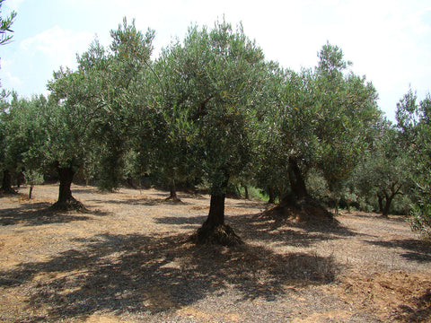 Melia Collina