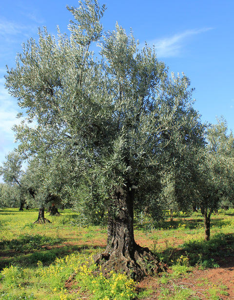 Olive Tree Adoptions
