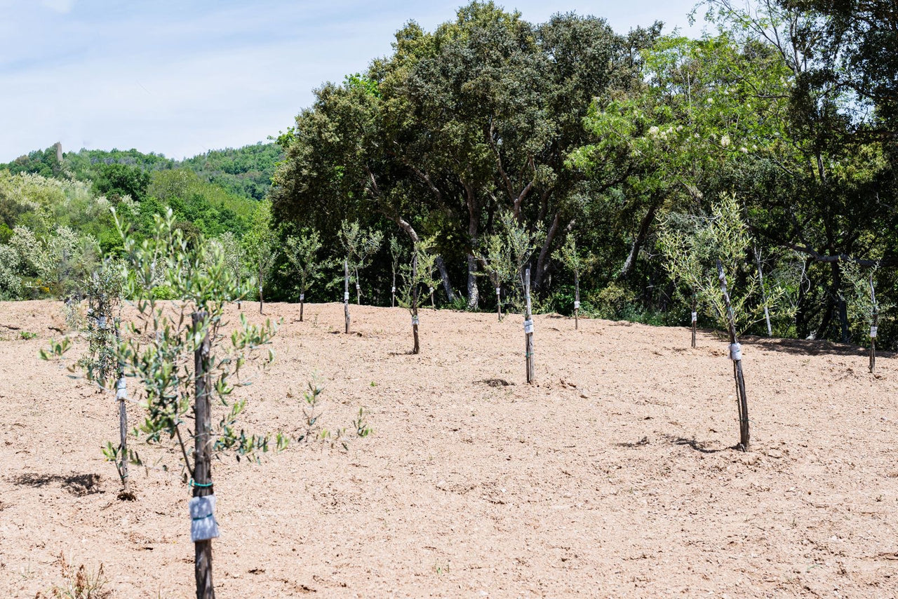 Plant an Olive Tree – TRE Olive