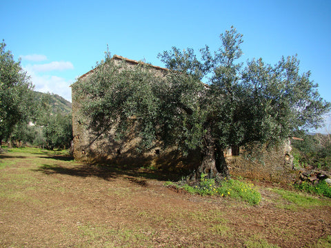 Casa Vecchia