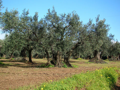 Casa Vecchia